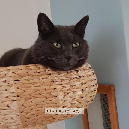 Photo 1/1 Lilie Chat lost in Strasbourg