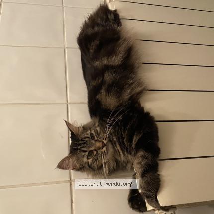 Photo 1/1 Sakura Chat lost in Dax