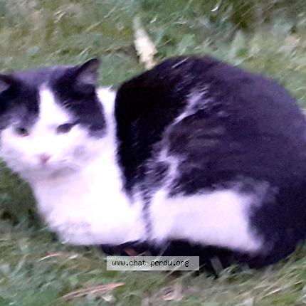 Photo 1/1 Found cat Found in Paris