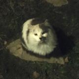 Picture of cat found at Mane