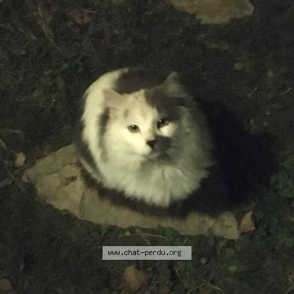 Photo 1/1 Found cat Found in Mane