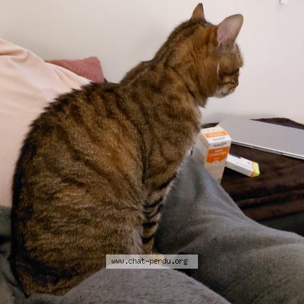 Photo 1/1 Harry Chat lost in Brenat