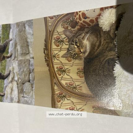 Photo 1/1 Plume Chat lost in Couffoulens