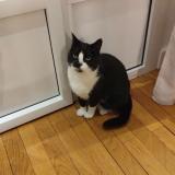 Picture of cat lost at Paris