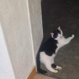 Picture of cat lost at Chateau Gontier Sur Mayenne