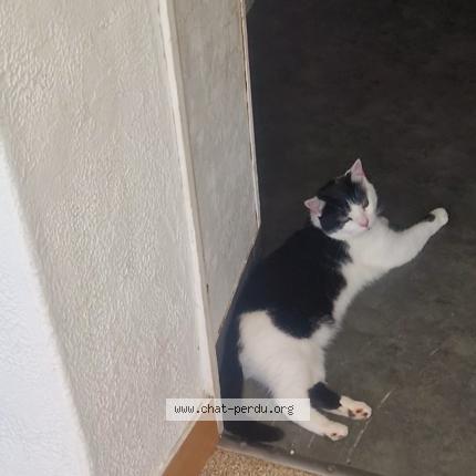 Photo 1/1 Eden Chat lost in Chateau gontier sur mayenne