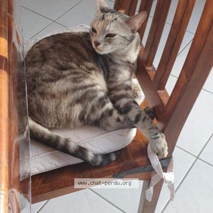 Photo 1/1 Oprah Chat lost in Quilly