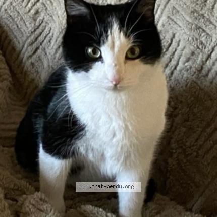 Photo 1/1 Bobby Chat lost in Mareau aux pres