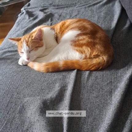 Photo 1/1 Aribo Chat lost in Albi