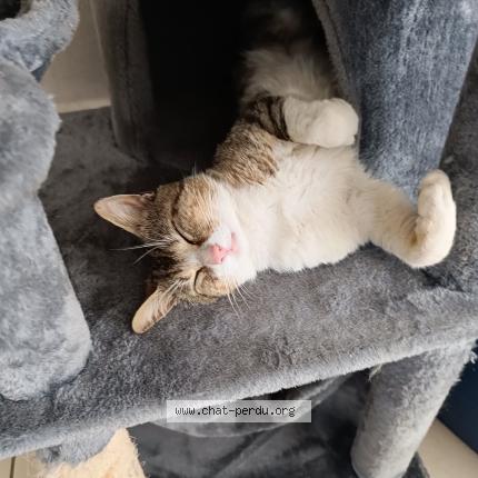 Photo 1/1 Mimi Chat lost in Saint martin du fouilloux