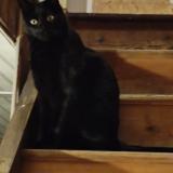 Picture of cat lost at Coing