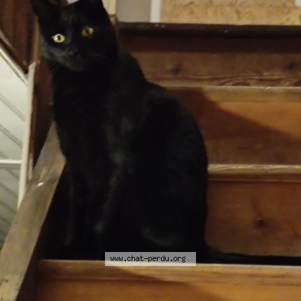 Photo 1/1 Doudou Chat lost in Coing