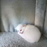 Picture of cat lost at Hauterive