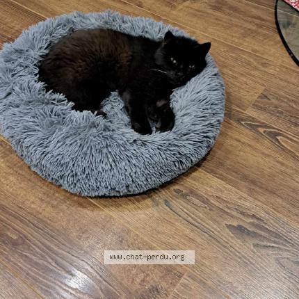 Photo 1/1 Jaffard ou minou Chat lost in Pargny la dhuys