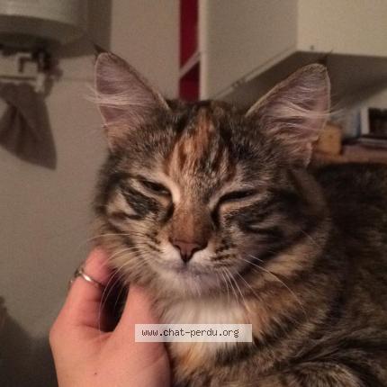 Photo 1/1 Juju Chat lost in Bussieres