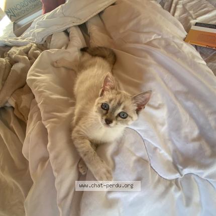 Photo 1/1 Arya Chat lost in Gardonne