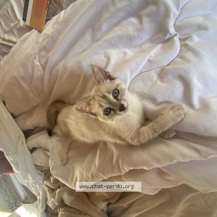 Photo 1/1 Arya Chat lost in Gardonne