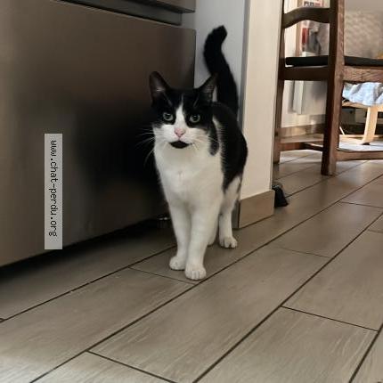 Photo 1/1 Toki Chat lost in Grenoble