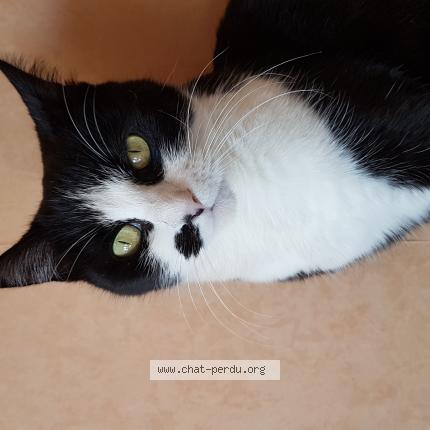 Photo 1/1 Lolla Delobelle Chat lost in Angers