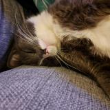 Picture of cat found at Nantes