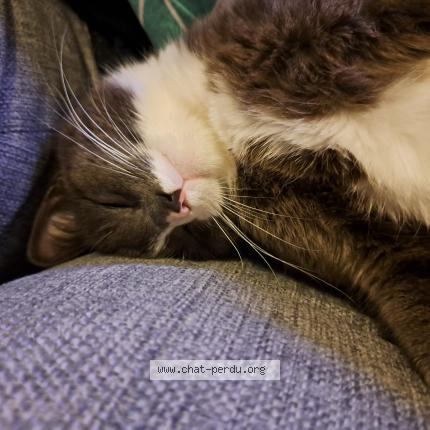 Photo 1/1 Found cat Found in Nantes