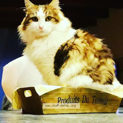 Photo 1/1 Mika ou boulet Chat lost in Epagny metz tessy