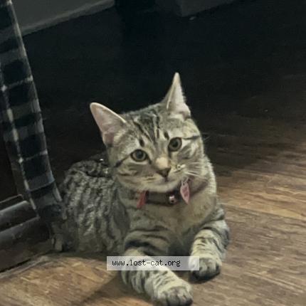 Photo 1/1 Nala Chat lost in Lebanon