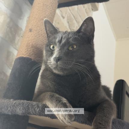 Photo 1/1 Pikatchou Chat lost in Macqueville