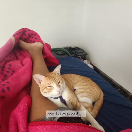 Photo 1/1 Leo Chat lost in Salem