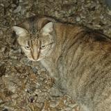 Picture of cat found at Houilles