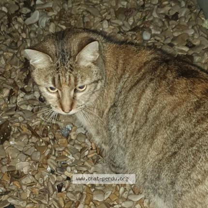 Photo 1/1 Found cat Found in Houilles