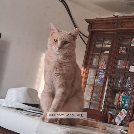 Photo 1/1 sandrine richard Chat lost in Boutervilliers