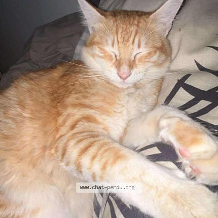 Photo 1/1 Magali Lajeunesse Chat lost in Perpignan