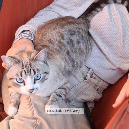 Photo 1/1 Minou Chat lost in Toulouse