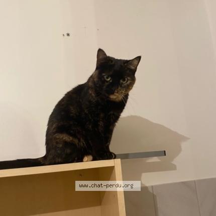 Photo 1/1 RUBY Chat lost in Cucq