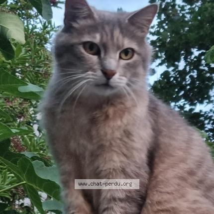 Photo 1/1 sacha Chat lost in Saint germain en laye