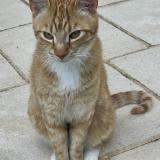 Picture of cat lost at Castillonnes