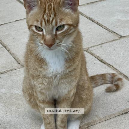 Photo 1/1 Sunny Chat lost in Castillonnes