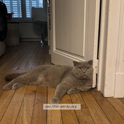 Photo 1/1 Stanislas Chat lost in Nancy