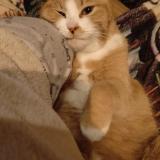 Picture of cat lost at Belle Veyvres