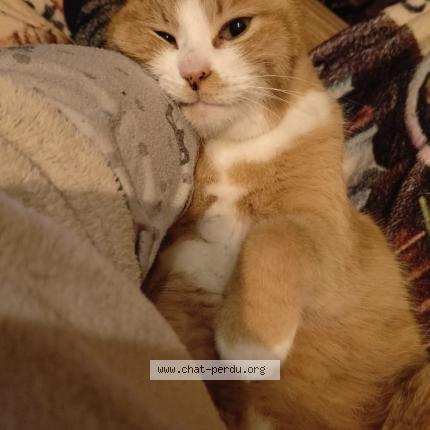 Photo 1/1 Nougat Chat lost in Belle veyvres