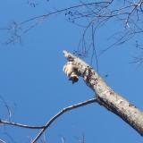 Picture of cat lost at Wilmer