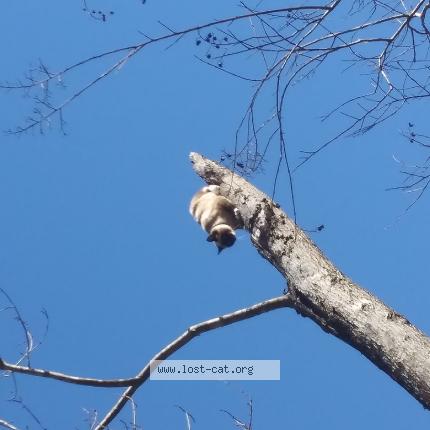 Photo 1/1 Athena Chat lost in Wilmer