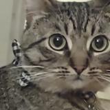 Picture of cat lost at Chico