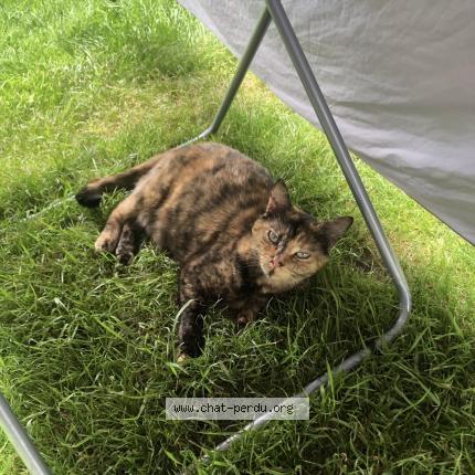 Photo 1/1 Toutoune Chat lost in Bournezeau