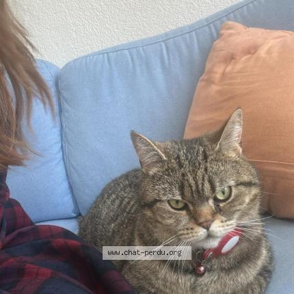 Foto einer verlorenen Katze in Chavannes Des Bois