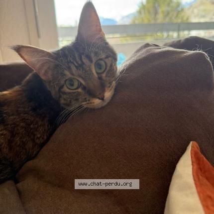 Foto einer verlorenen Katze in Sion