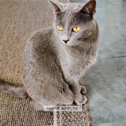 Photo 1/1 PRUNELLE Chat lost in Voulx