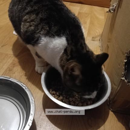 Photo 1/1 Found cat Found in Combourg