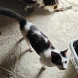 Picture of cat lost at Dunet